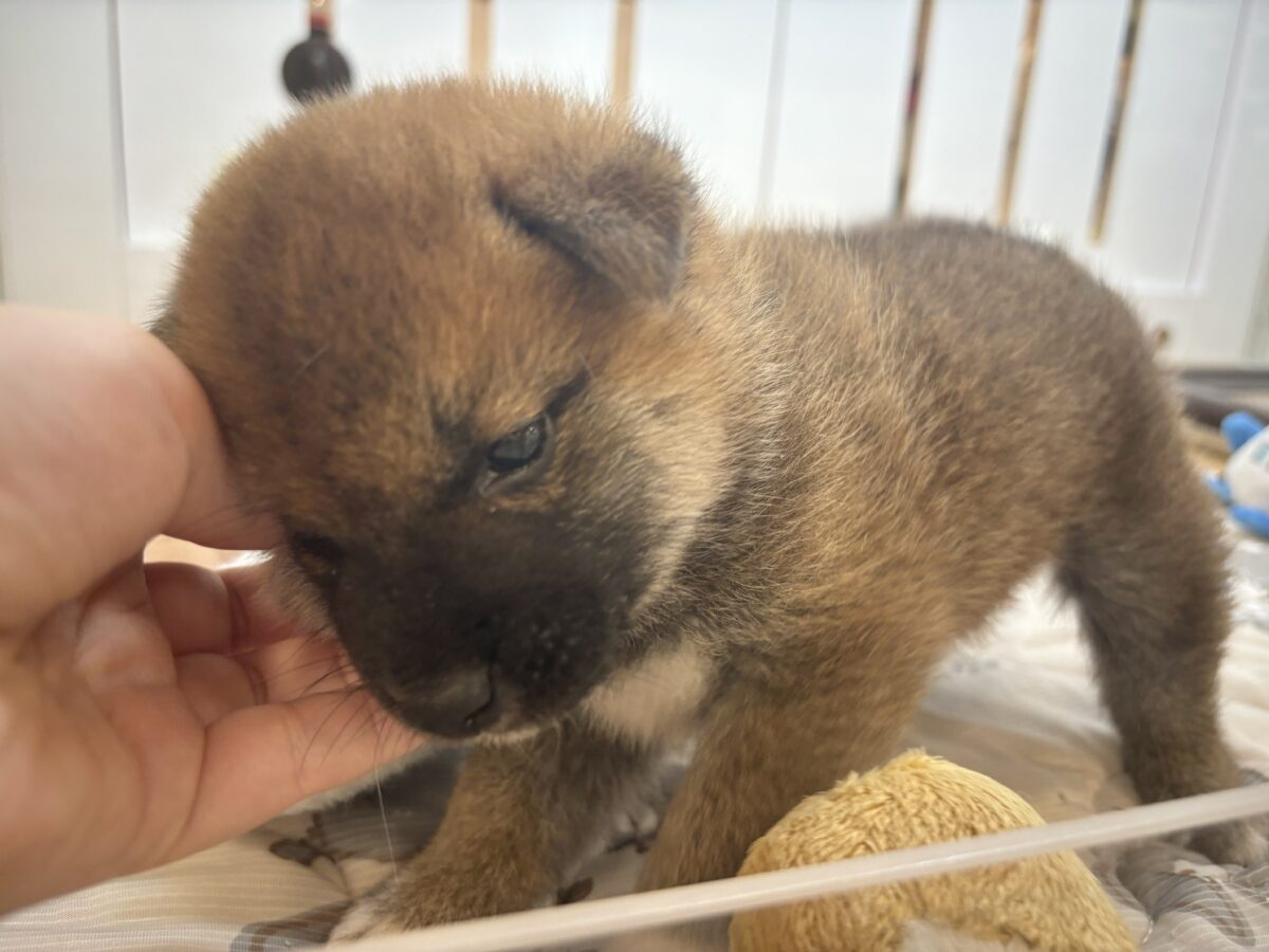 柴犬