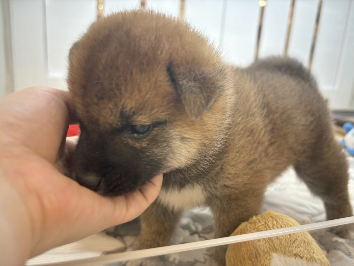 柴犬