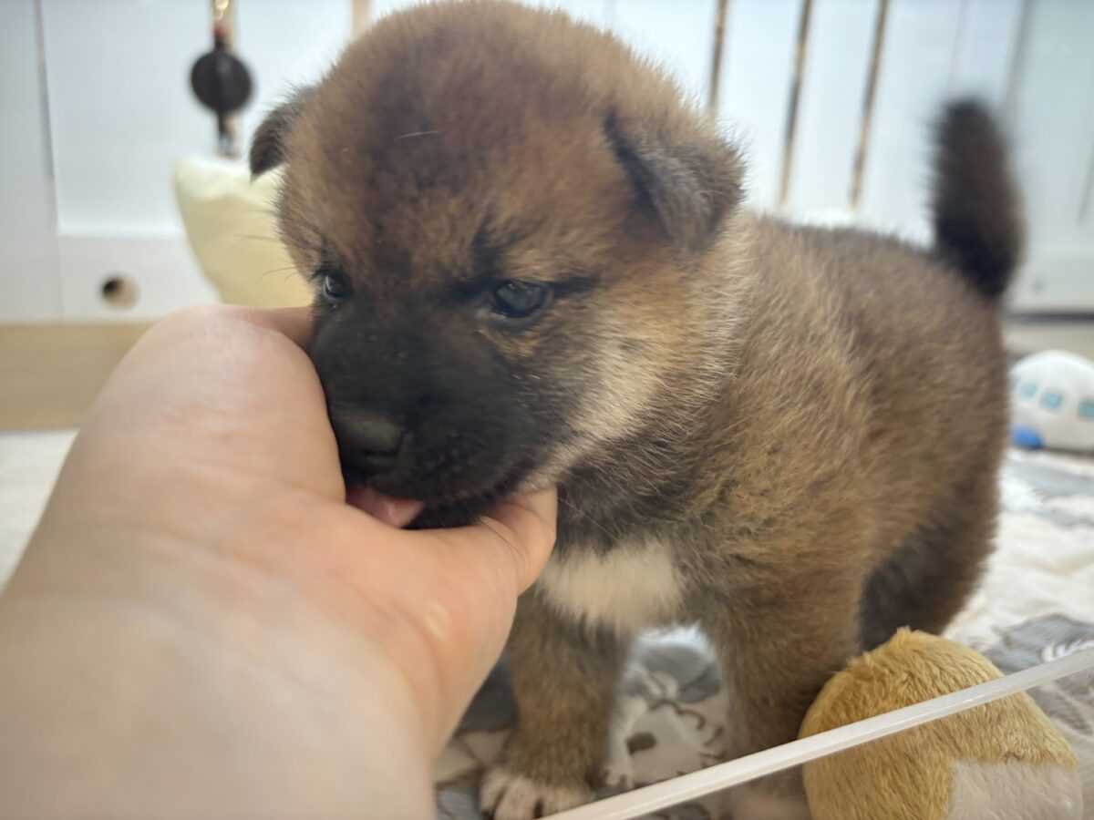 柴犬