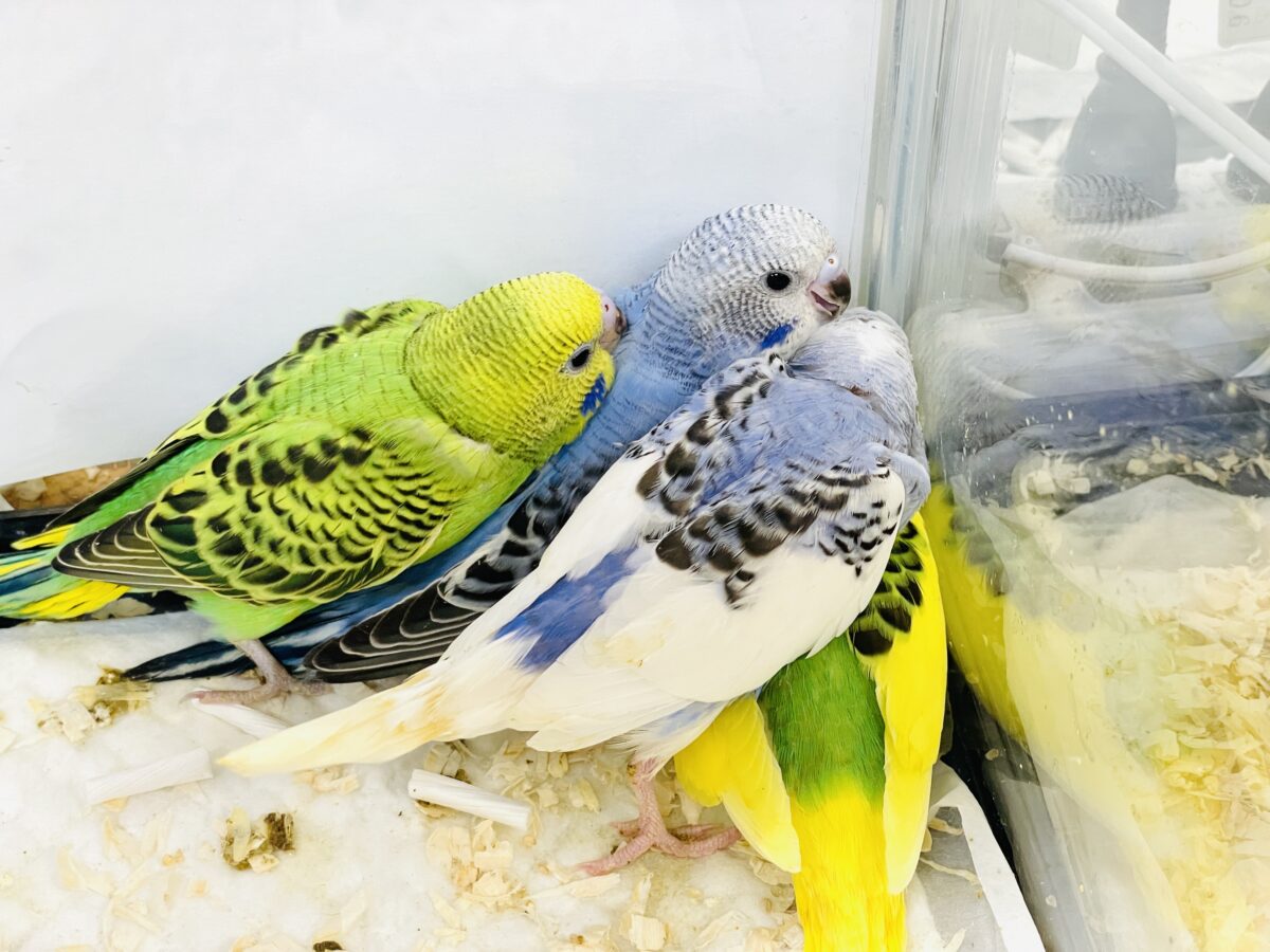 セキセイインコ