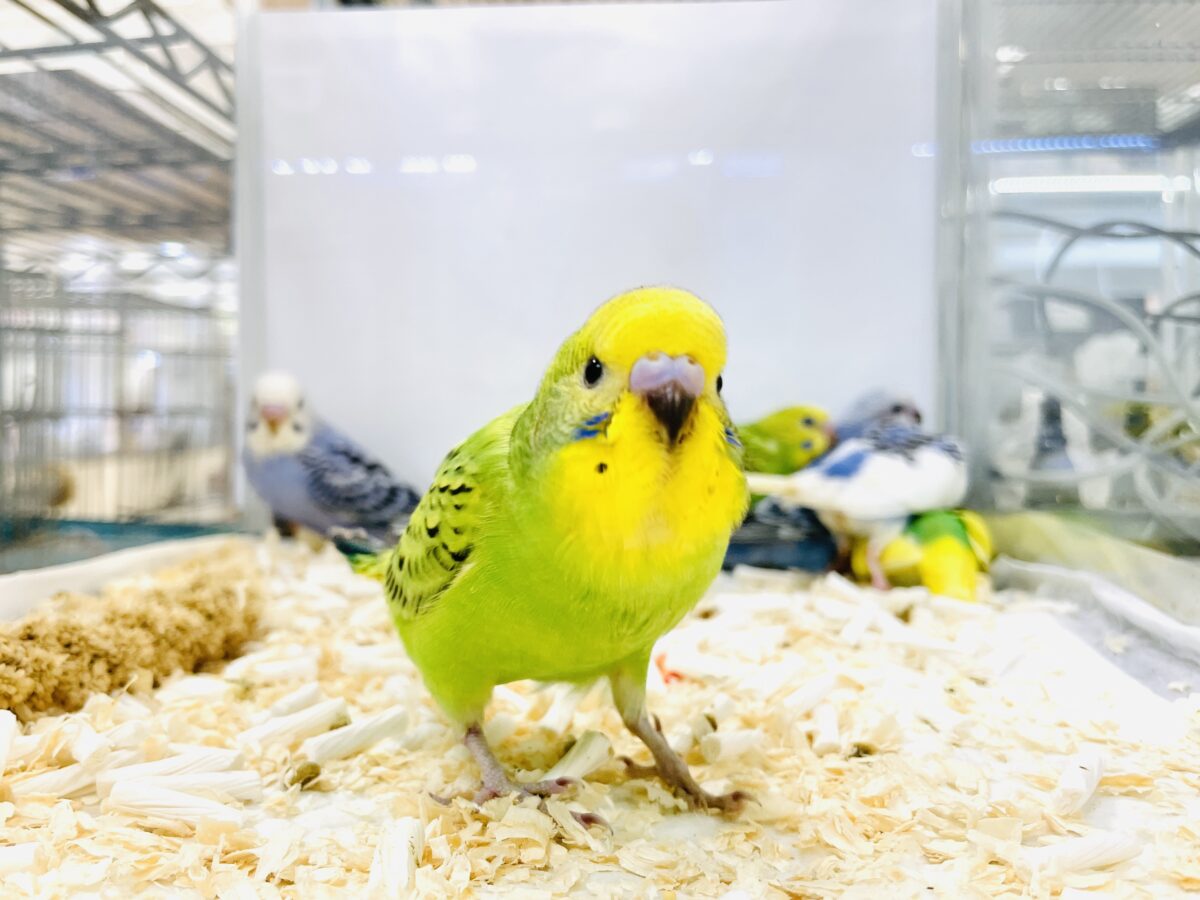 セキセイインコ