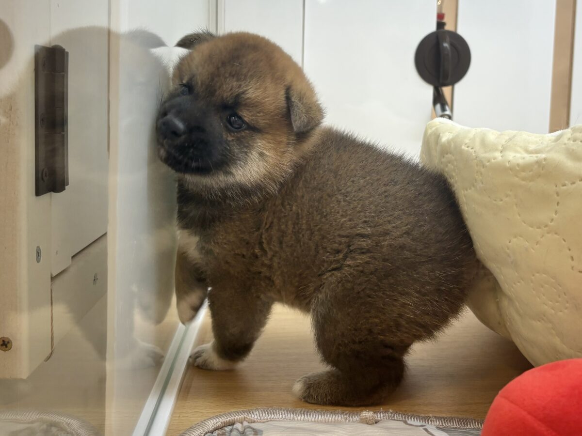 柴犬