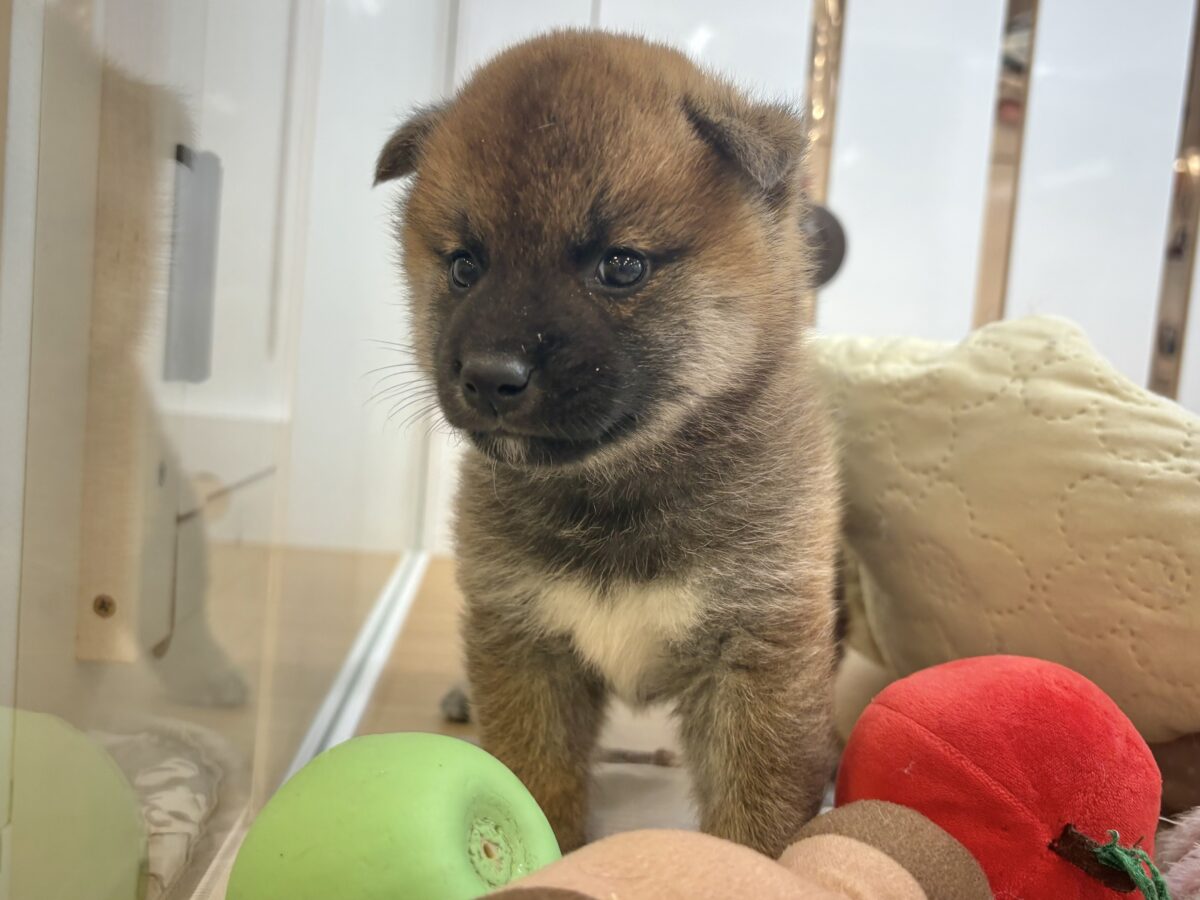柴犬