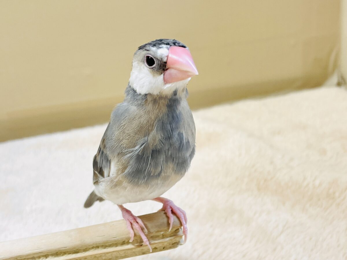 桜文鳥