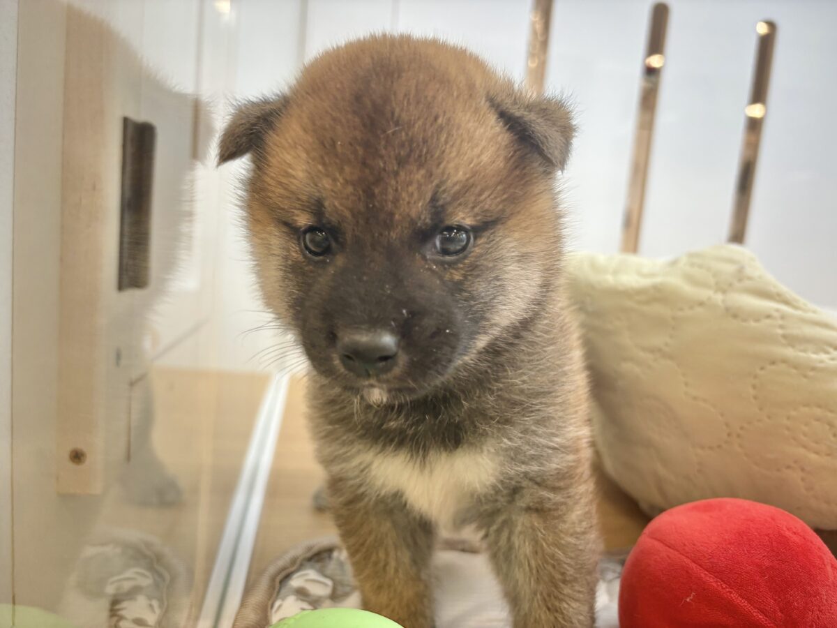 柴犬