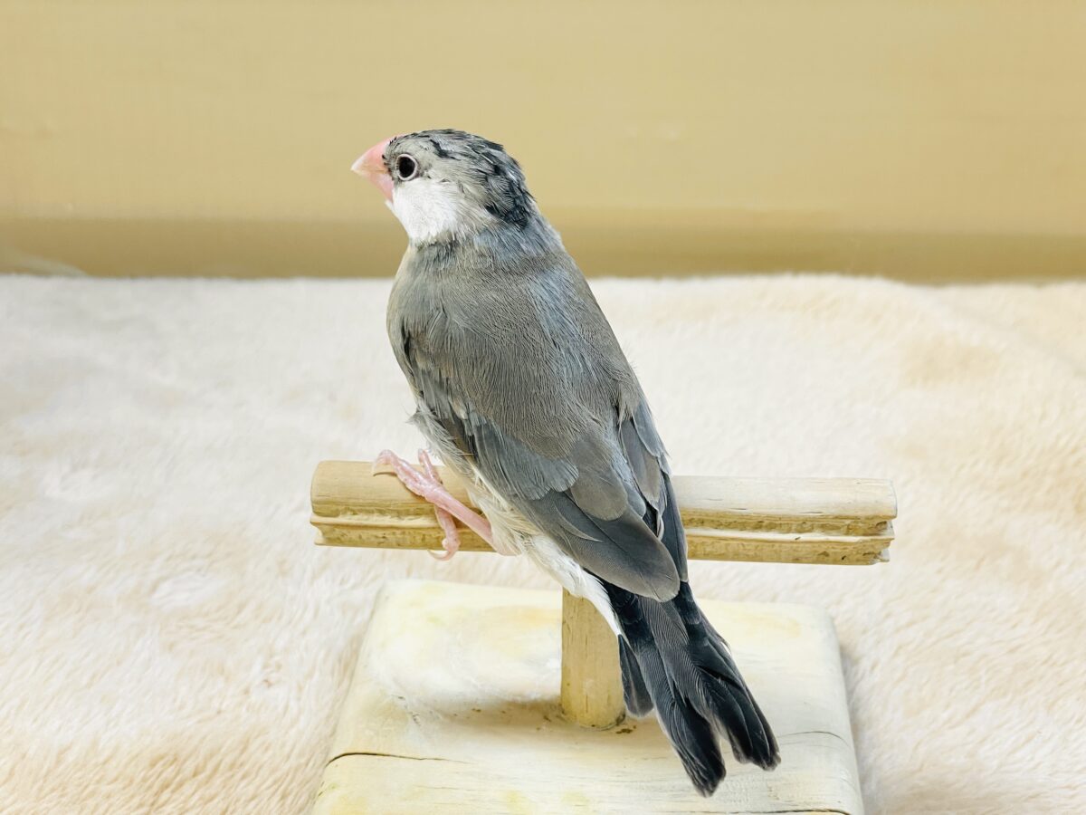 桜文鳥