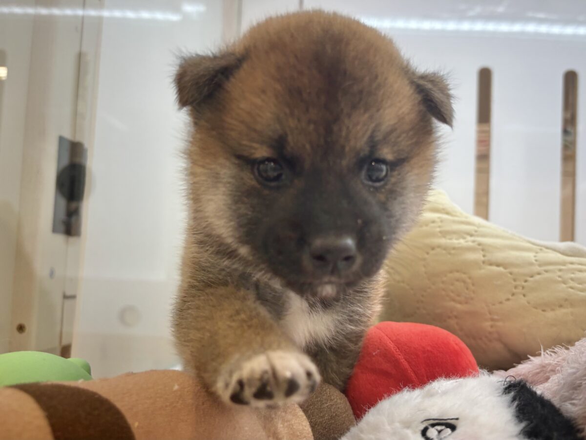 柴犬