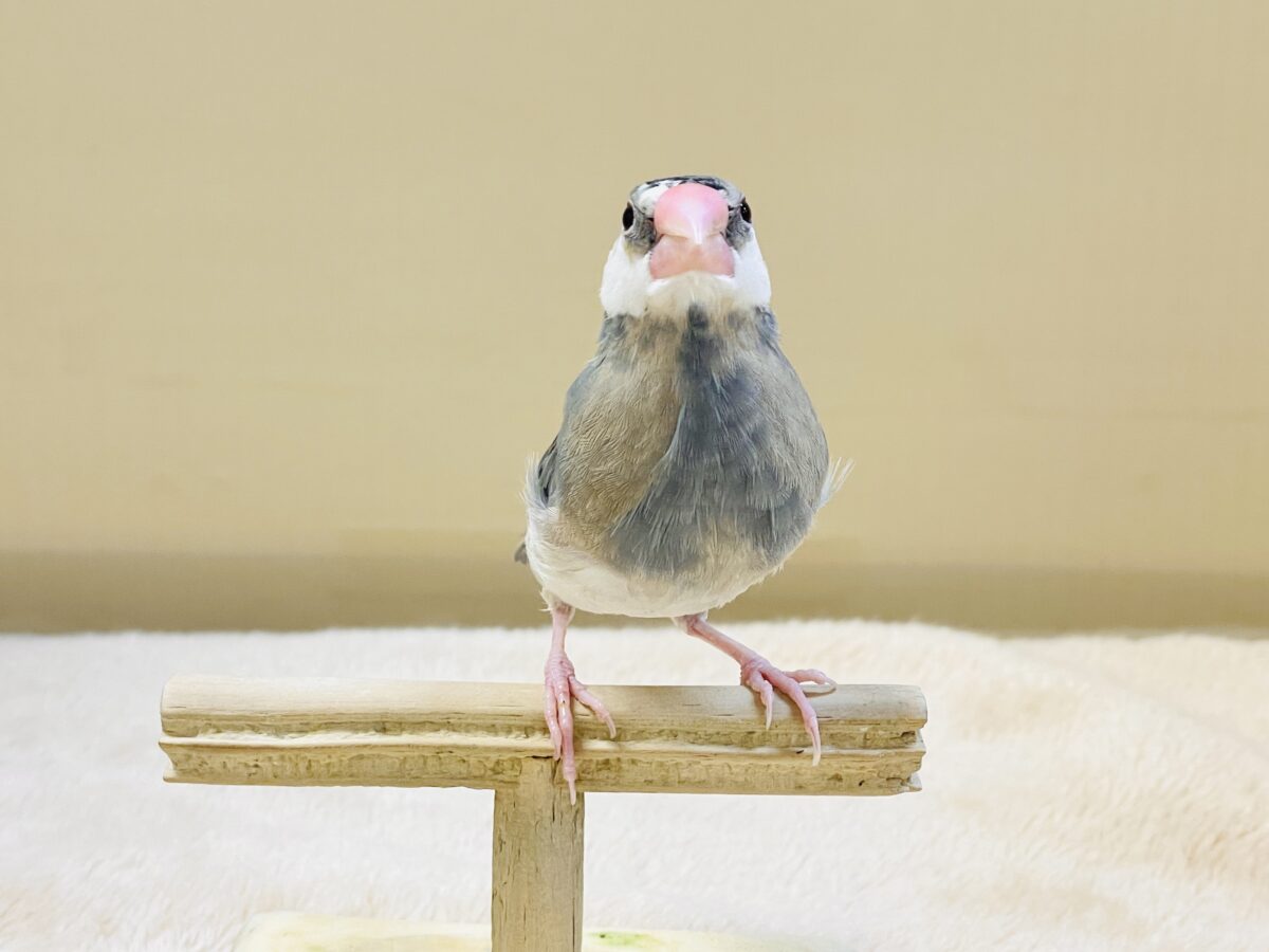 桜文鳥