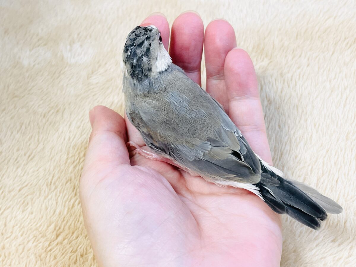 桜文鳥