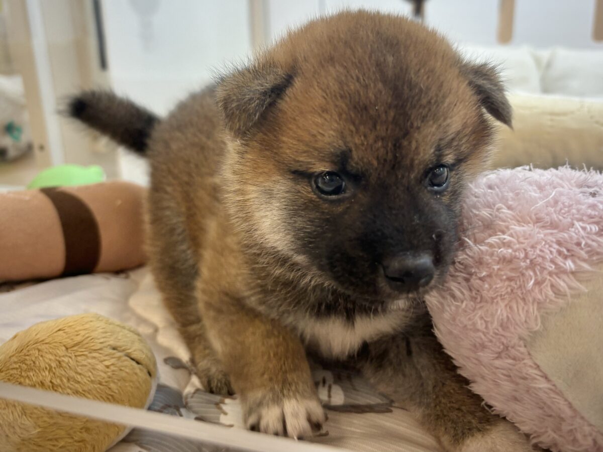 柴犬
