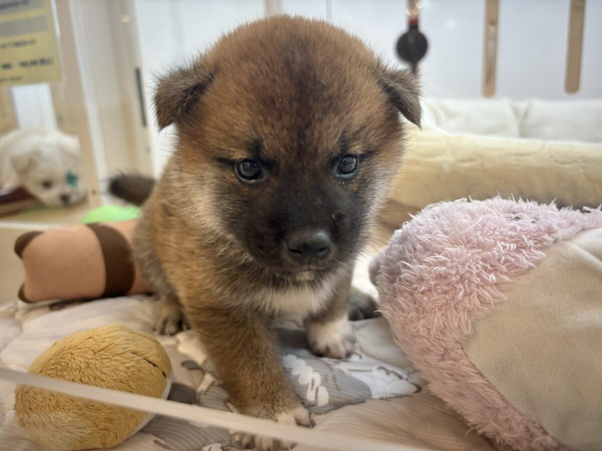 柴犬