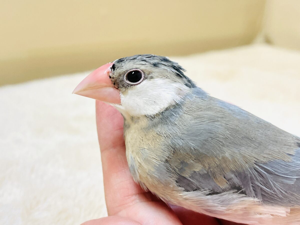 すくすく成長中✨桜文鳥ちゃん
