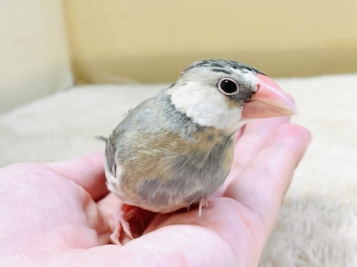 桜文鳥