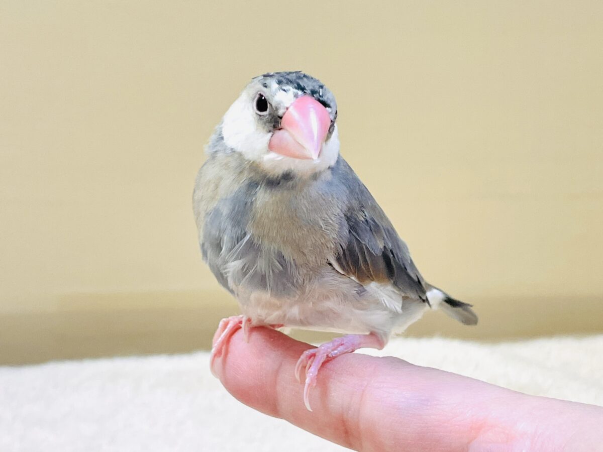 桜文鳥