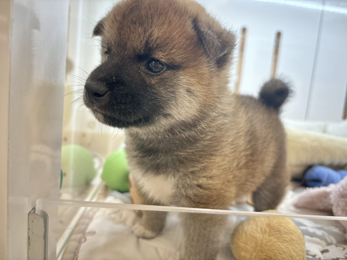 柴犬
