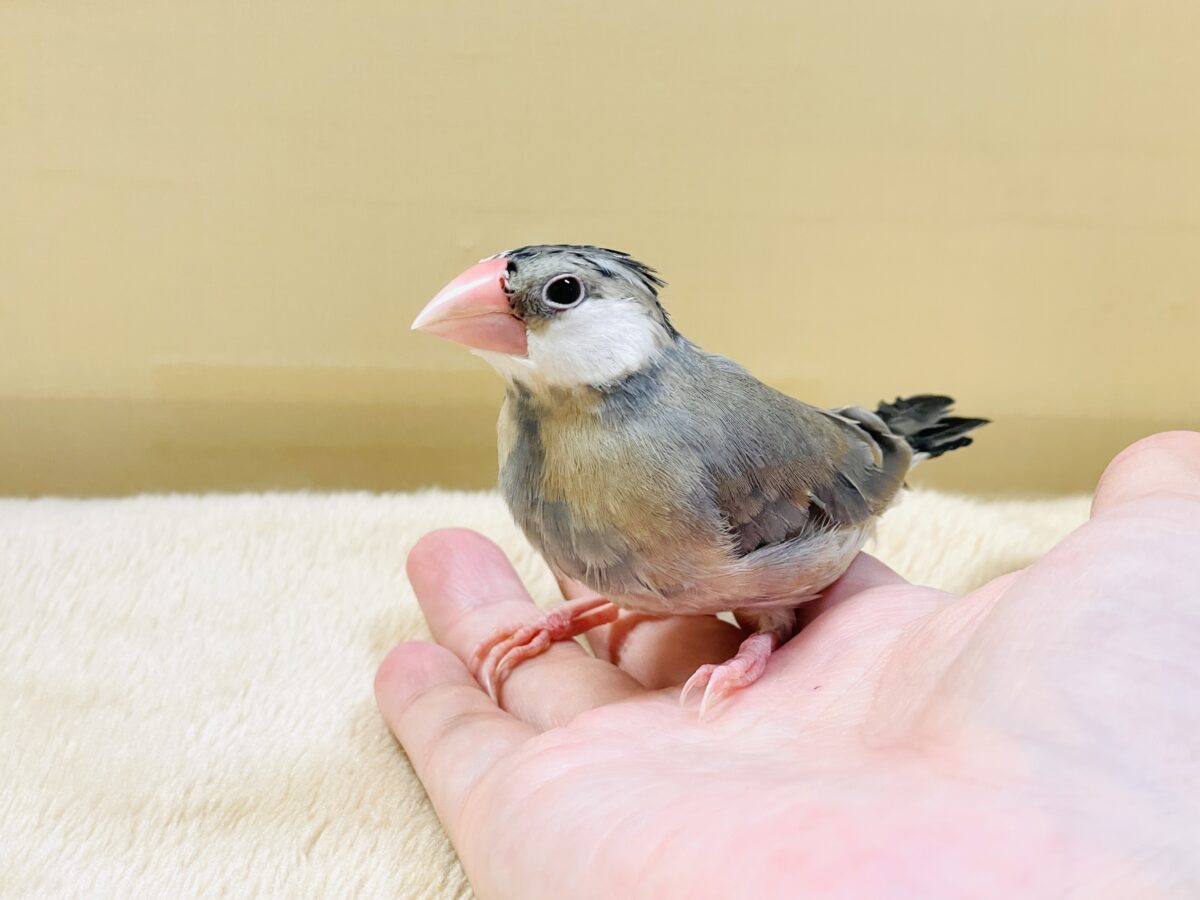 桜文鳥
