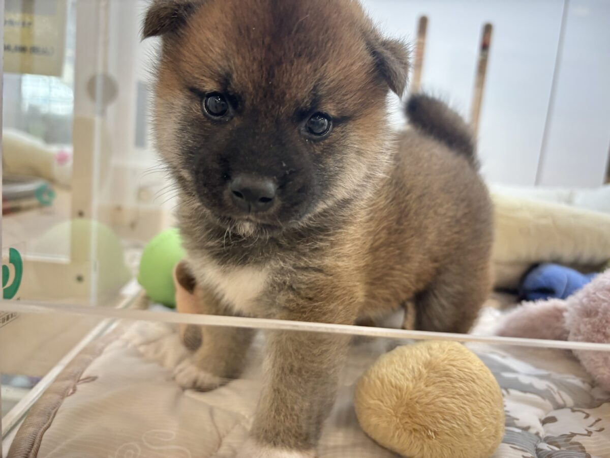 柴犬