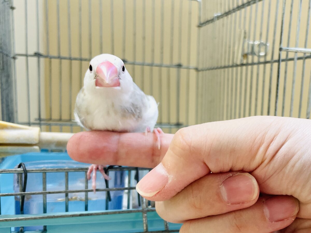 白文鳥
