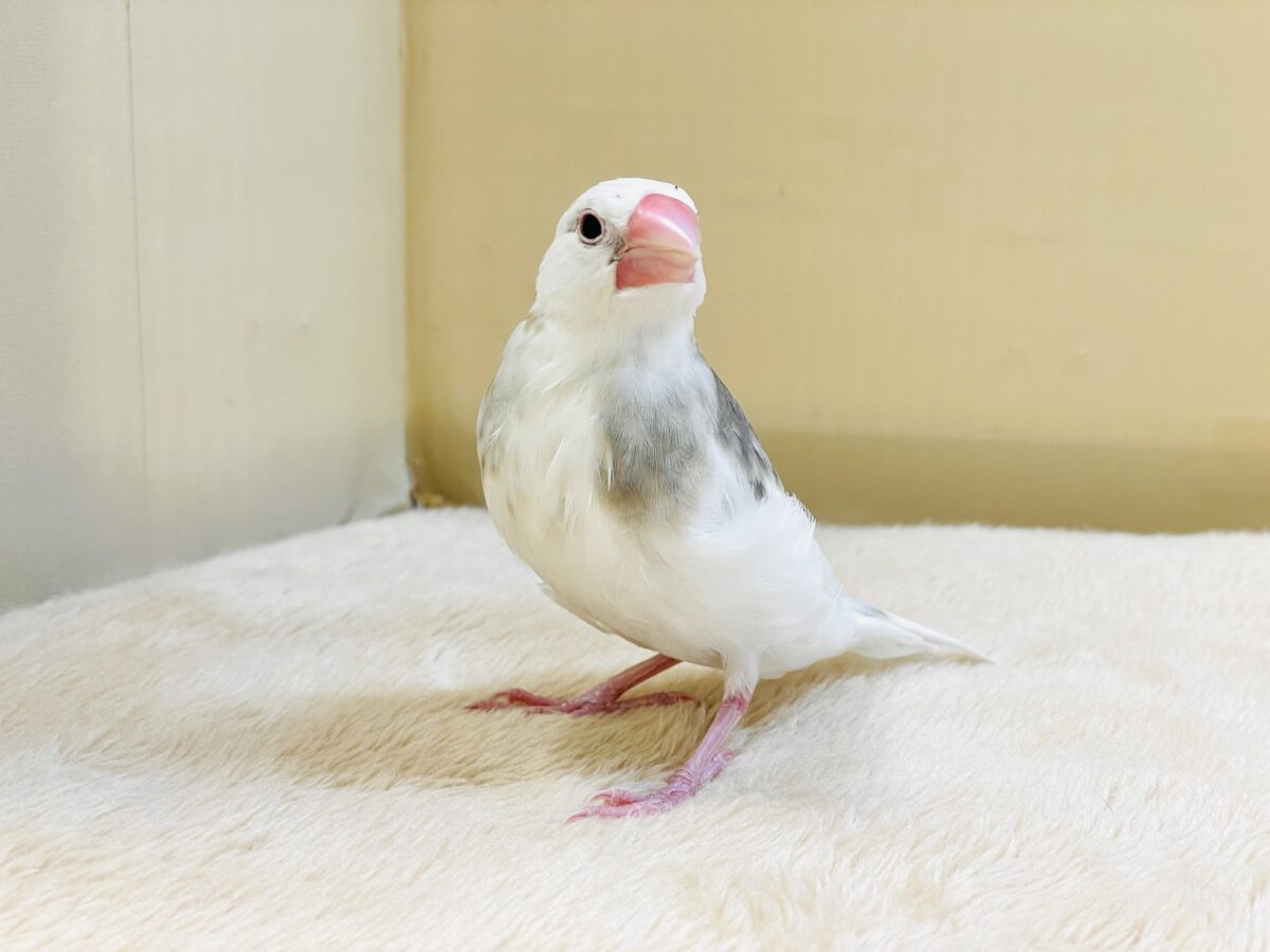 白文鳥
