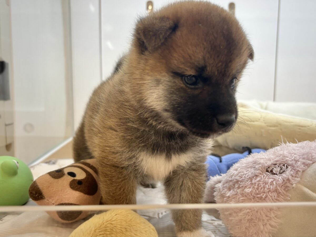 柴犬