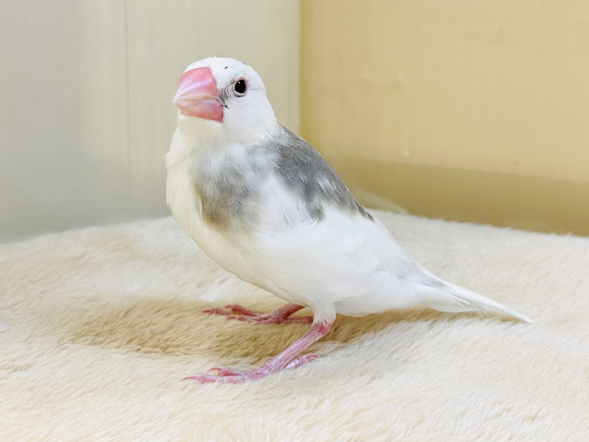 白文鳥