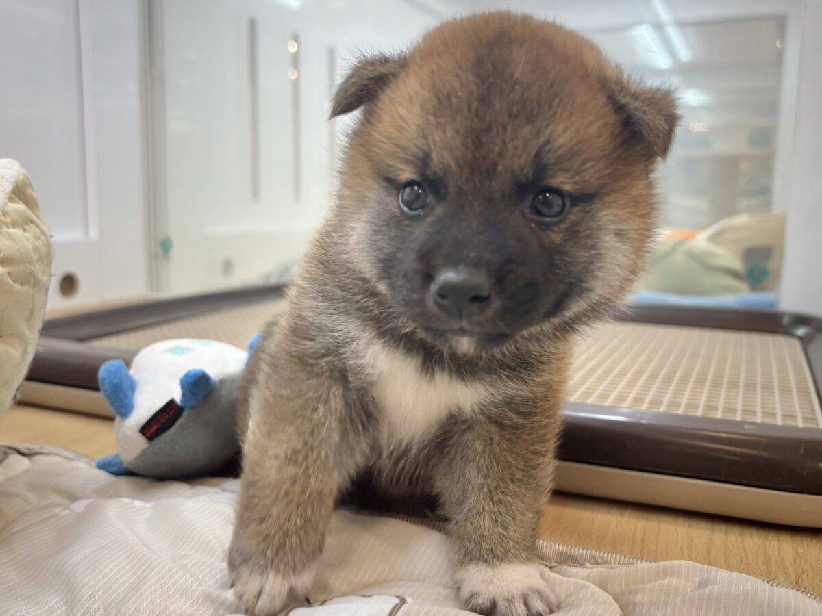 柴犬