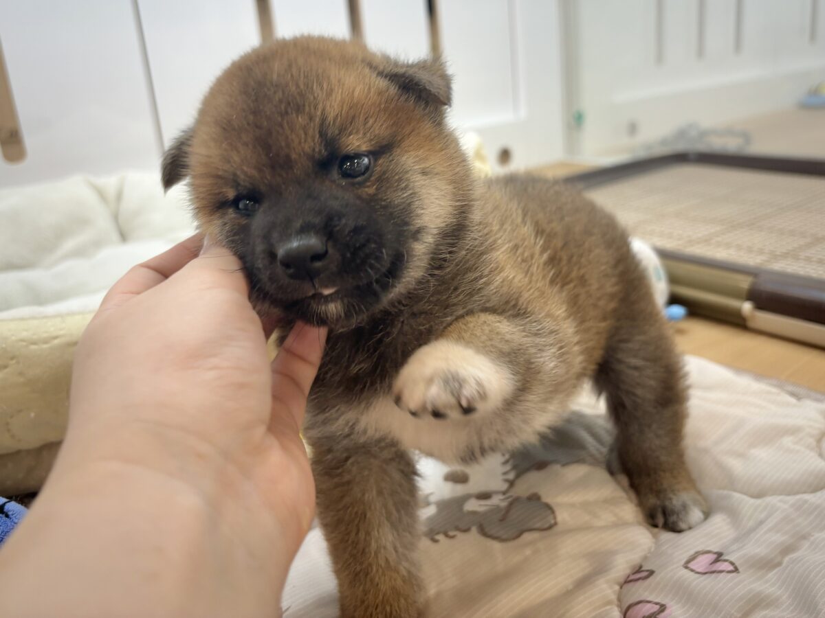 柴犬