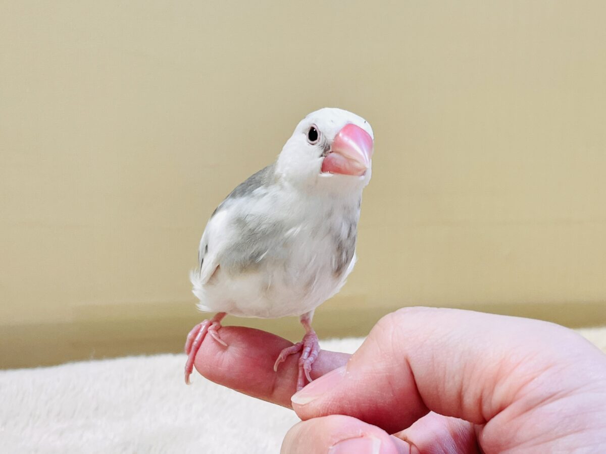 白文鳥