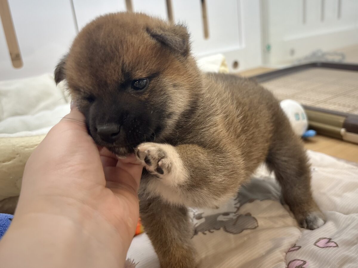 柴犬
