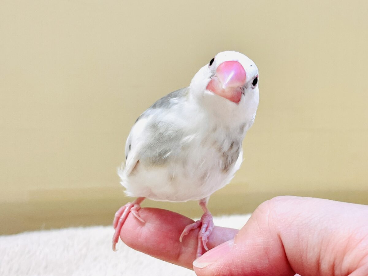 白文鳥