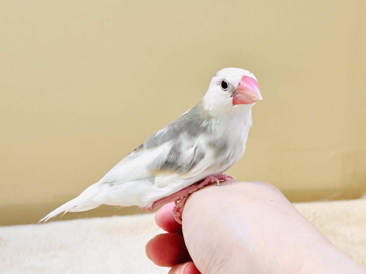 白文鳥