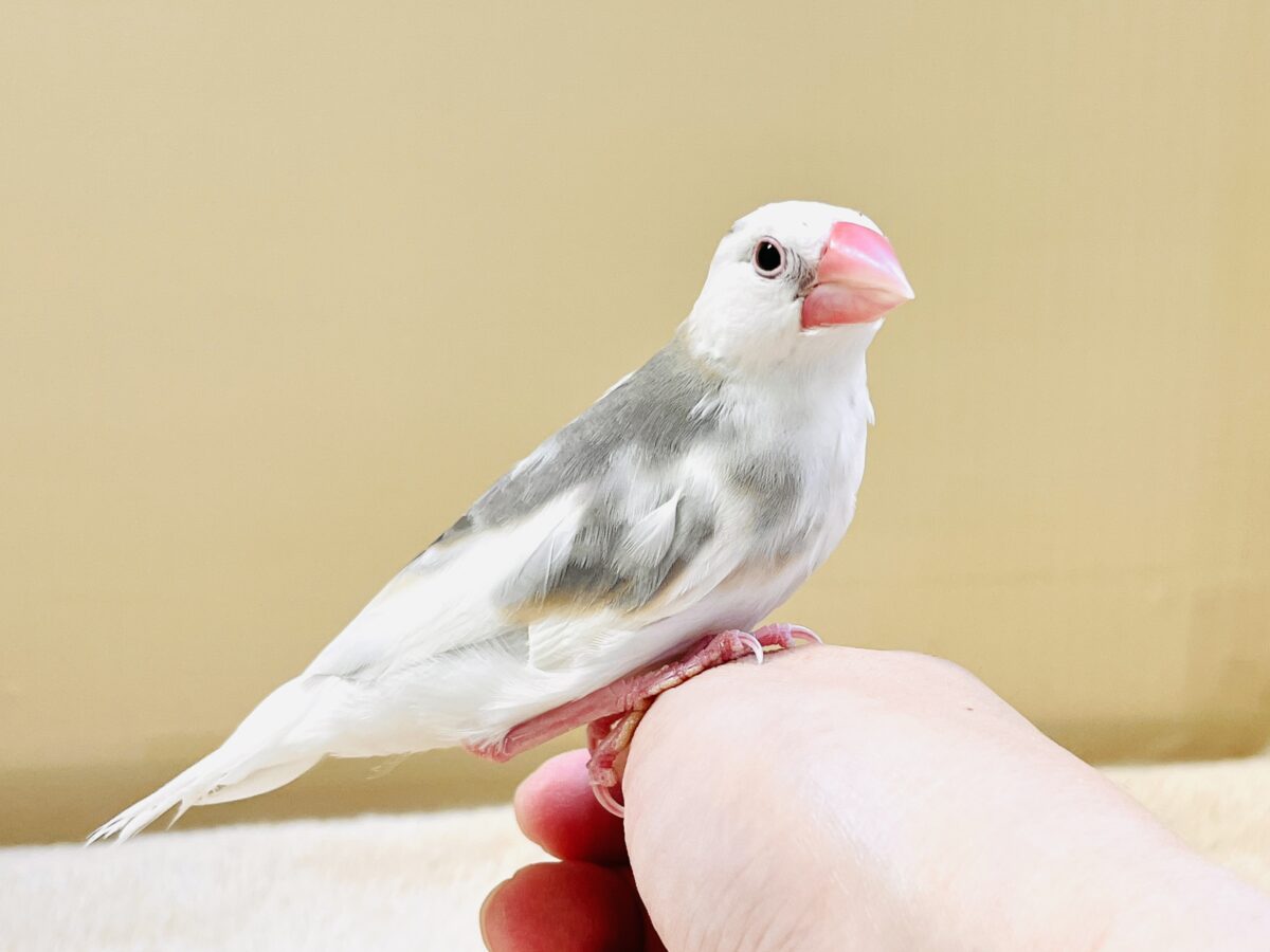 白文鳥
