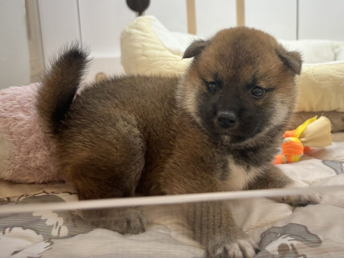 柴犬