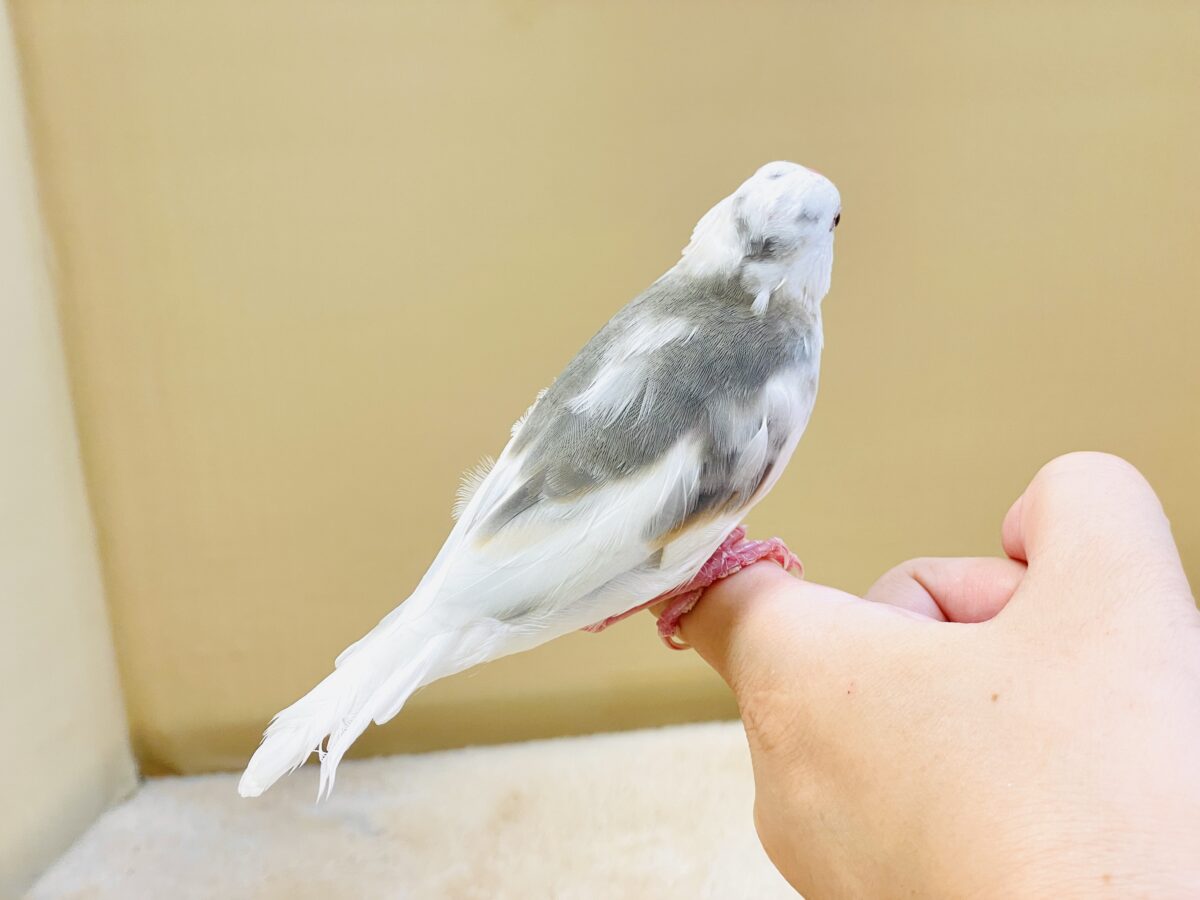 白文鳥