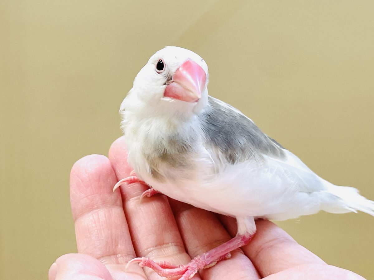 これから真っ白になるよ〜🤍白文鳥ちゃん