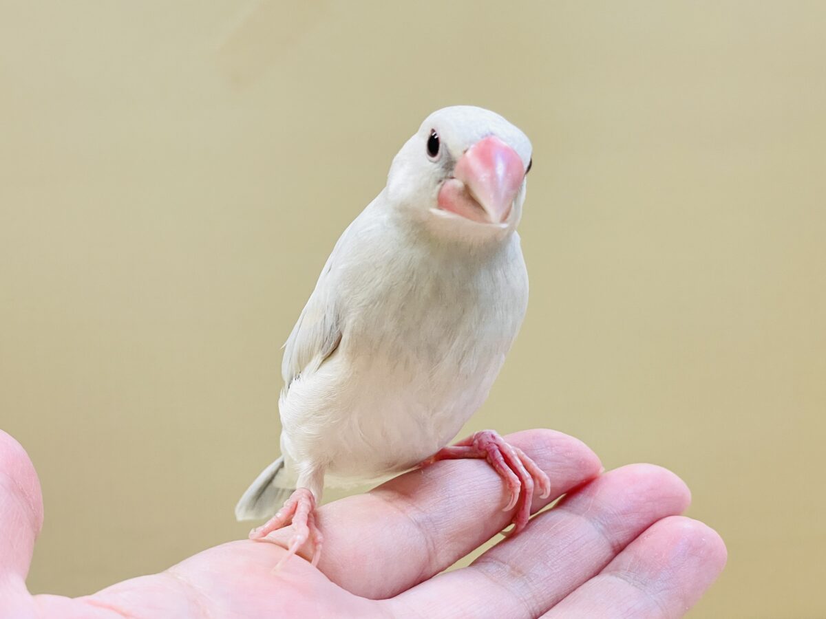 シルバー文鳥