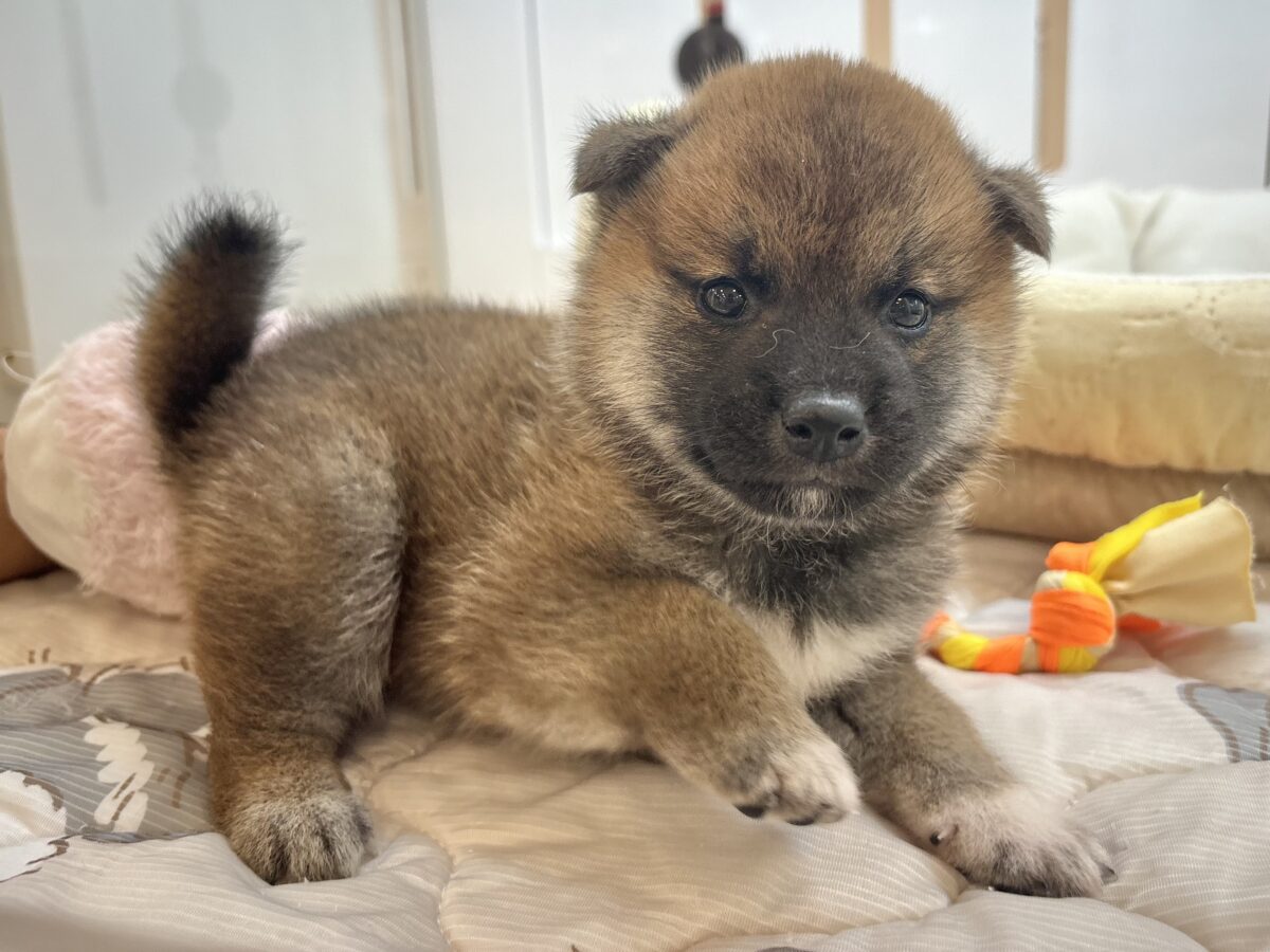 柴犬