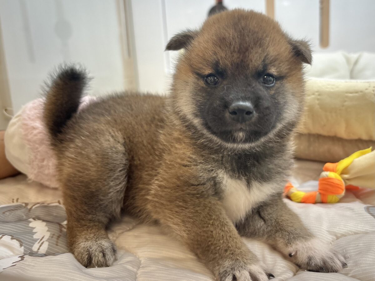 柴犬