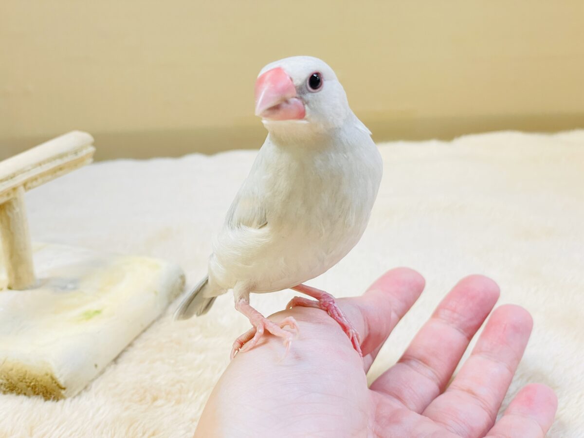 透明感あふれる羽色🩶シルバー文鳥ちゃん