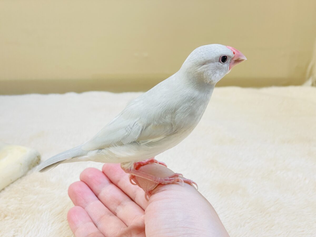 シルバー文鳥
