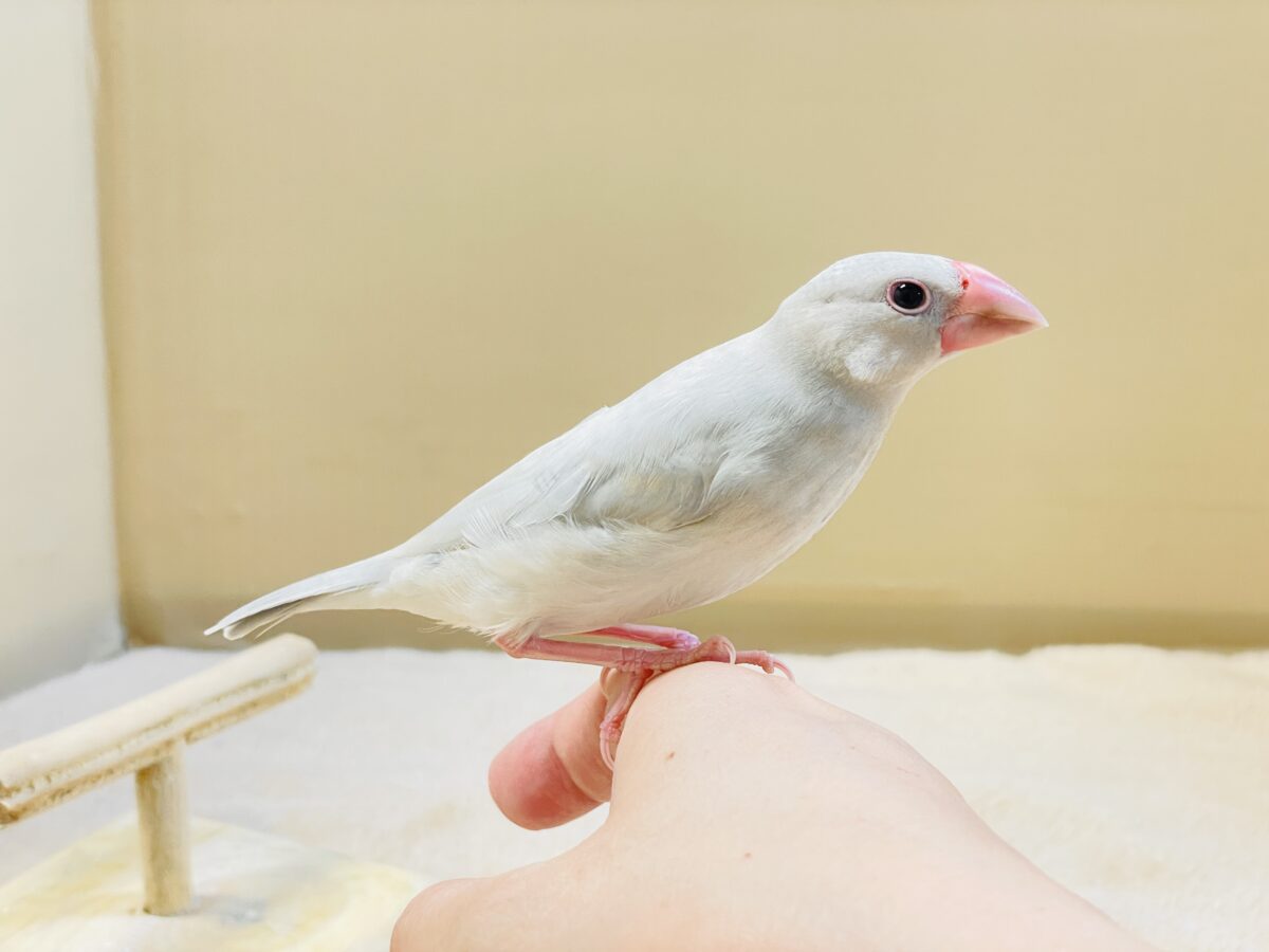 シルバー文鳥