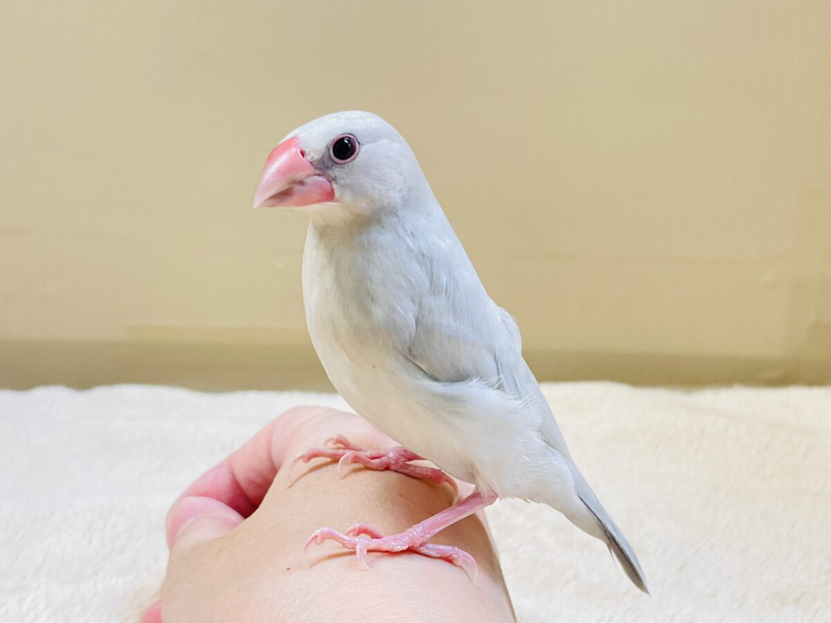 シルバー文鳥