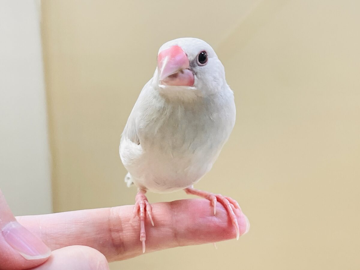 シルバー文鳥