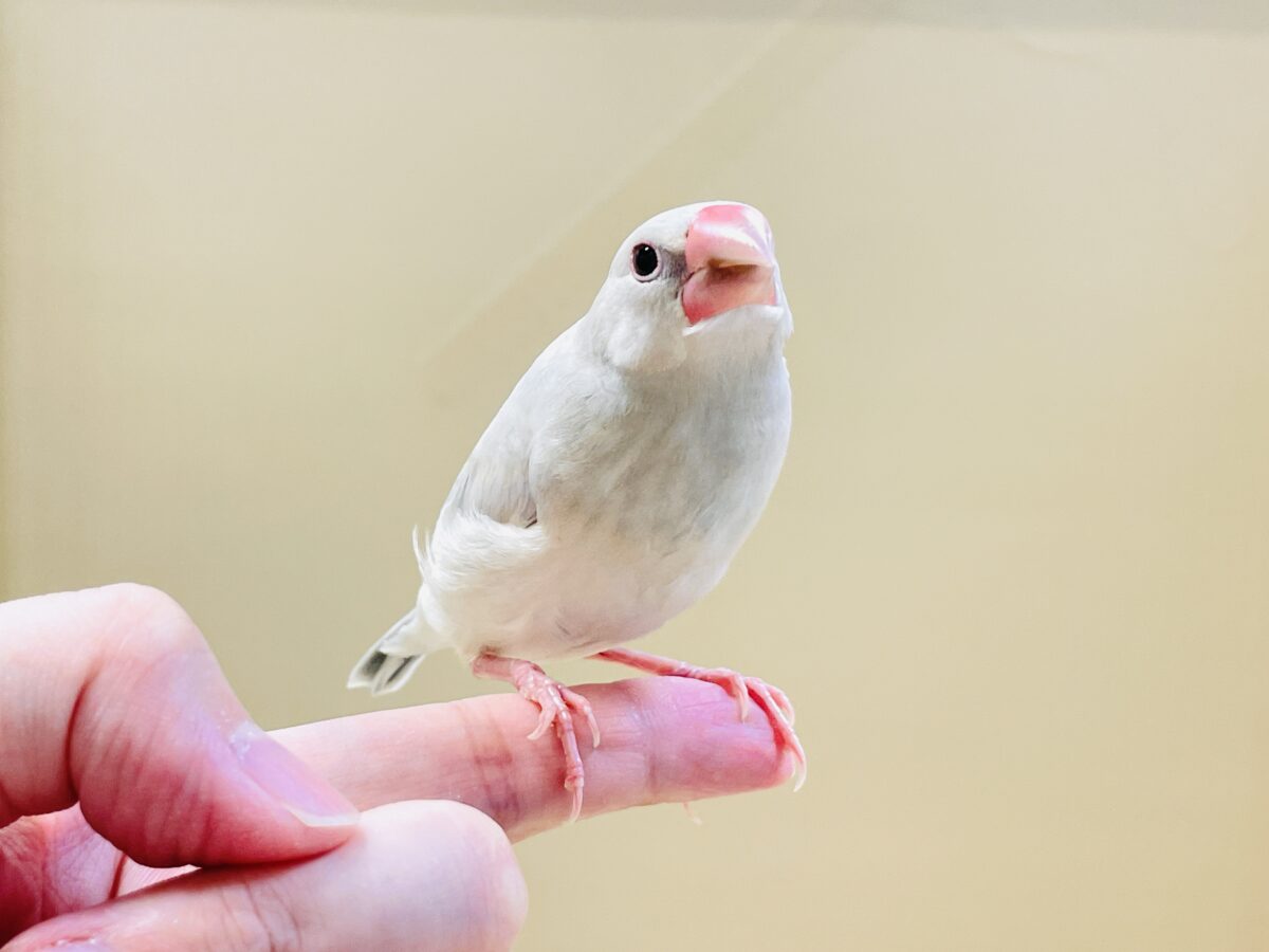 シルバー文鳥