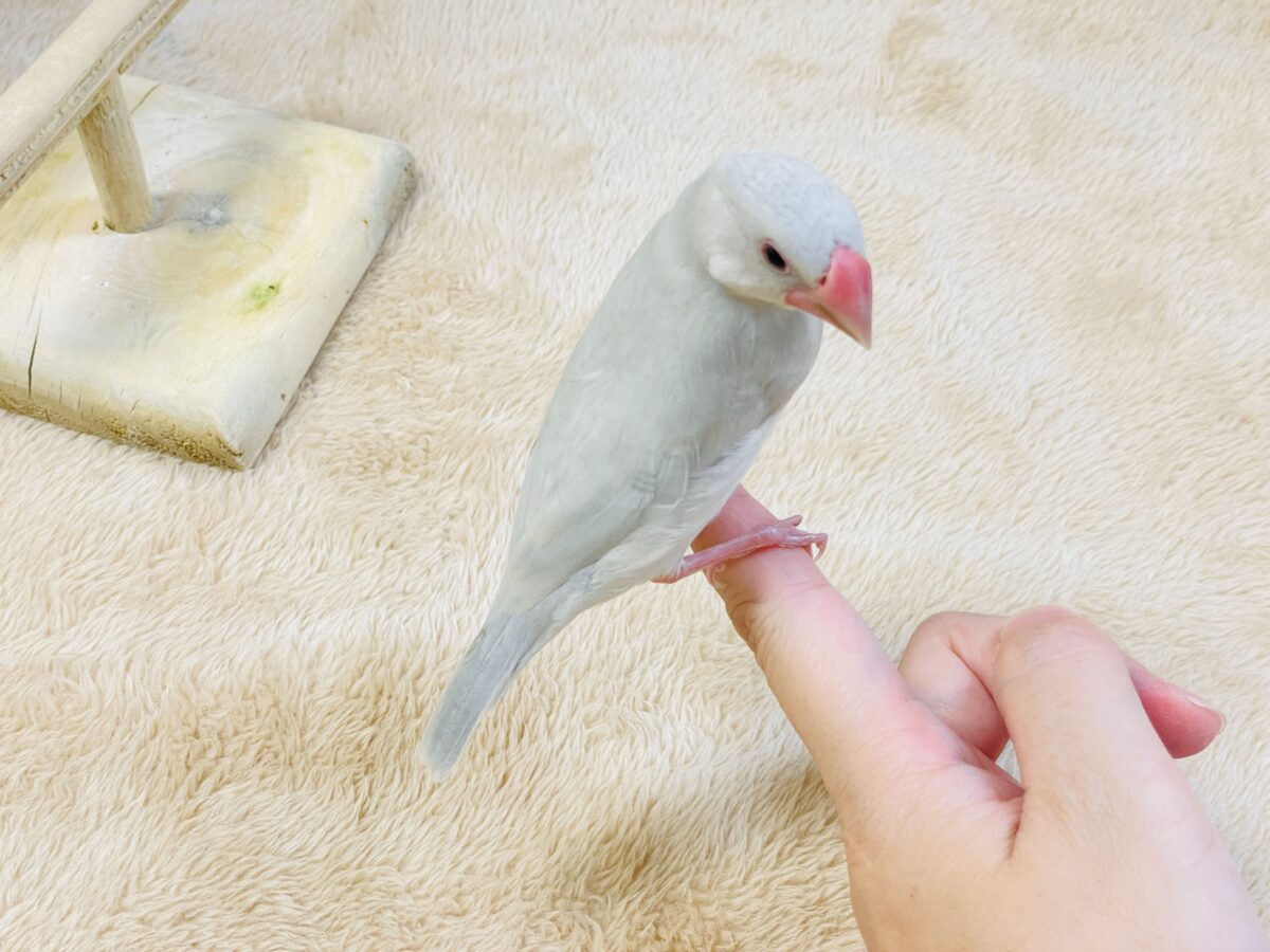 シルバー文鳥