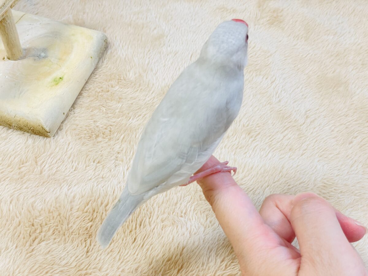 シルバー文鳥