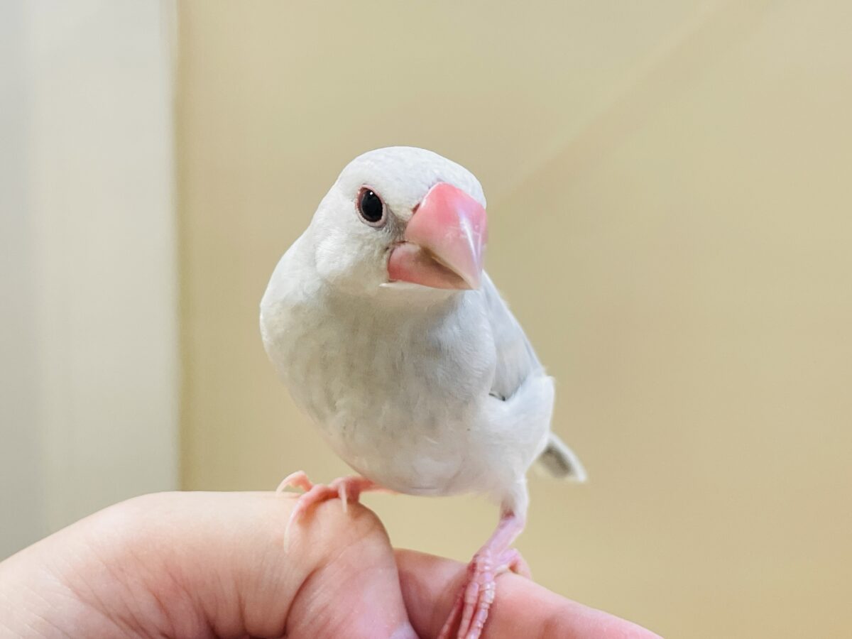 シルバー文鳥