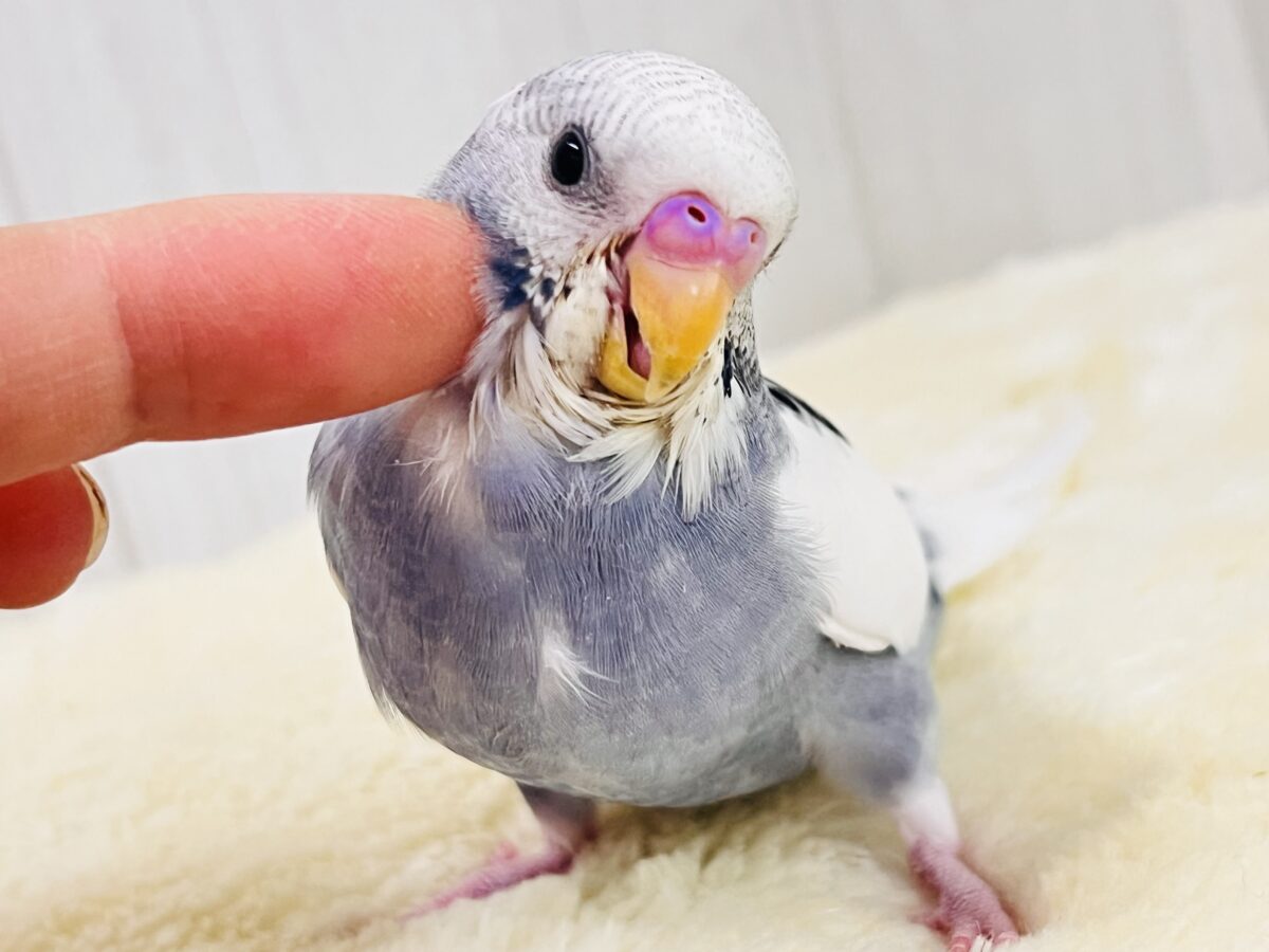 ヴィンテージ感漂う〜👖本能のままに！レアカラー🩶セキセイインコのモーヴパイド🎶