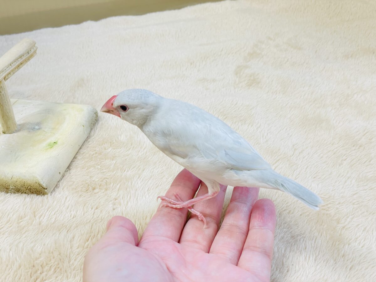 シルバー文鳥