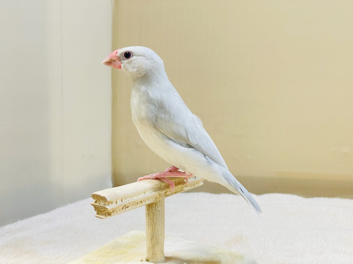 シルバー文鳥